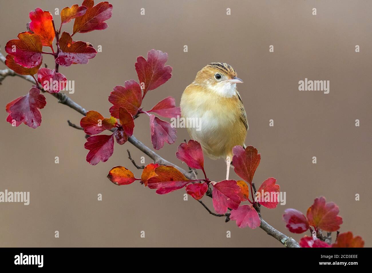 zitting cisticola (Cisticola juncidis), perching on a branch with red leaves, Italy Stock Photo