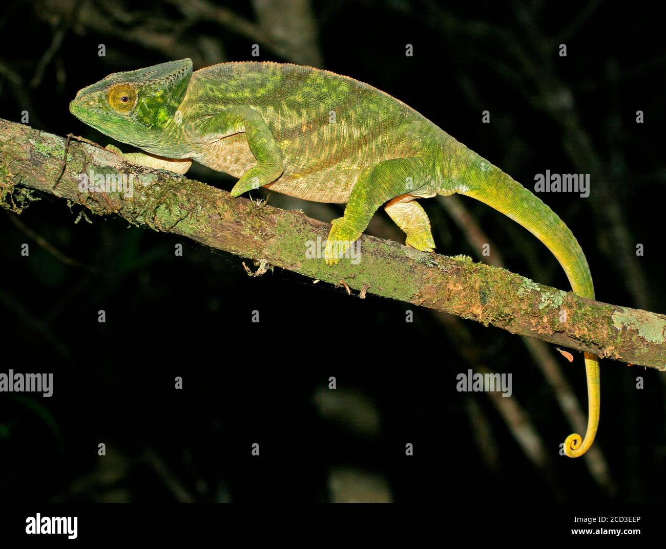 Parsons Chameleon (Calumma parsonii, Chamaeleo parsoni), climbs on a branch, Madagascar Stock Photo