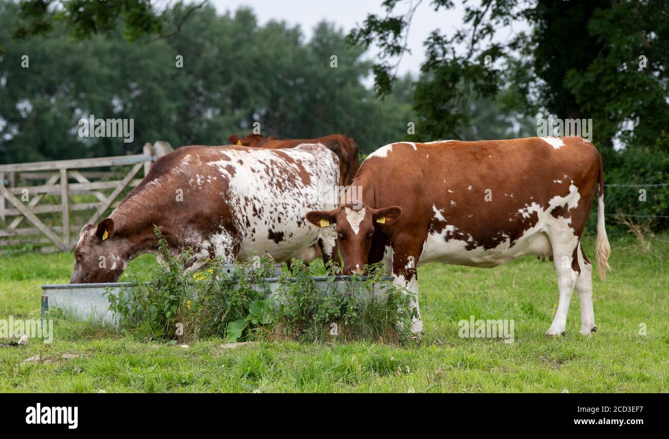 Dairy shorthorn cattle at a water trough on an organic farm, Yorkshire