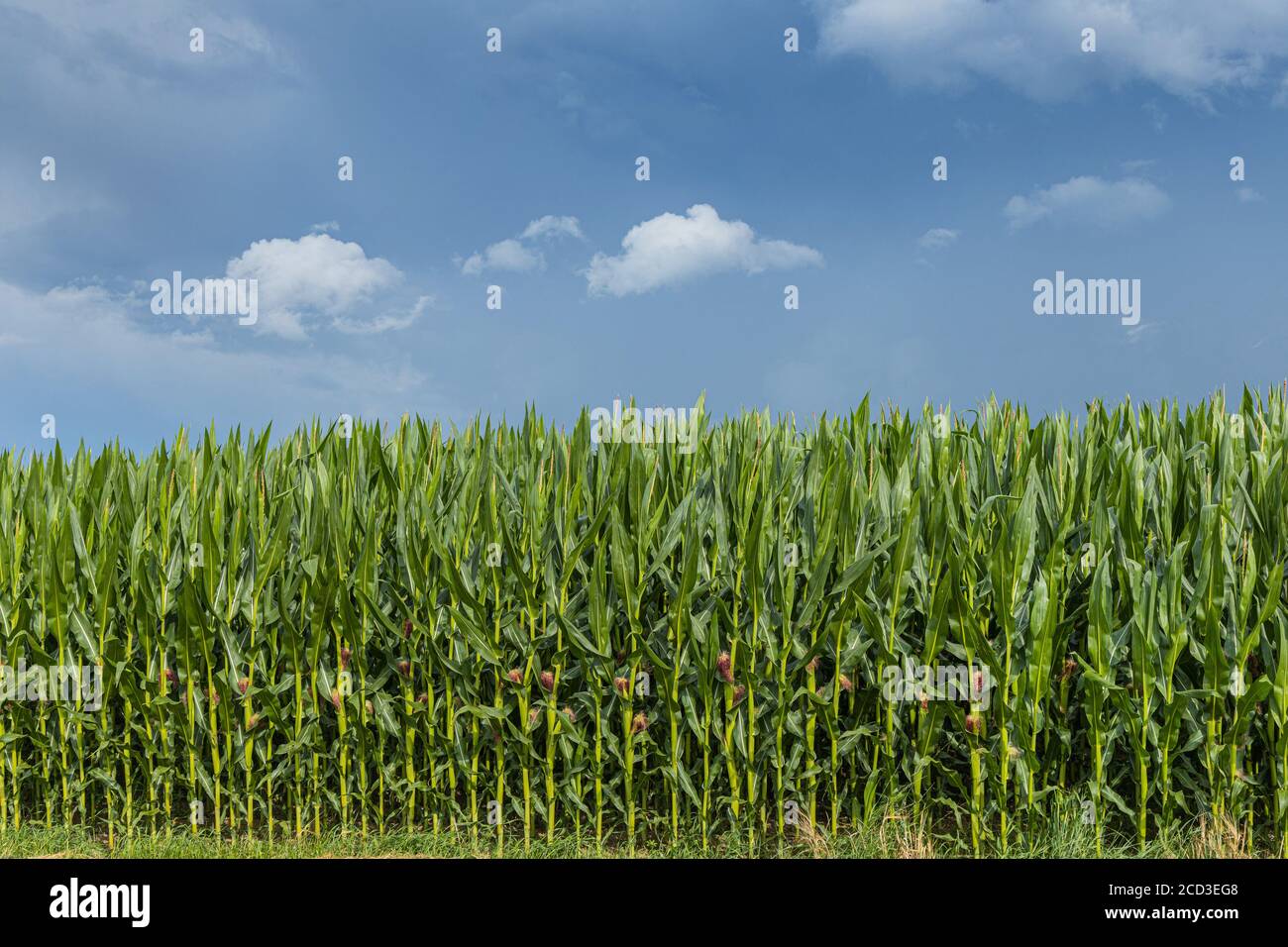 Indian corn, maize (Zea mays), field edge with approaching thunderstorm, Germany, Bavaria, Isental Stock Photo