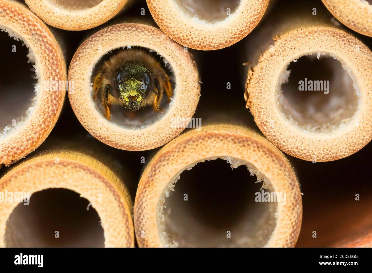 red mason bee (Osmia rufa, Osmia bicornis), female in a bamboo cane, nesting aid, Germany Stock Photo