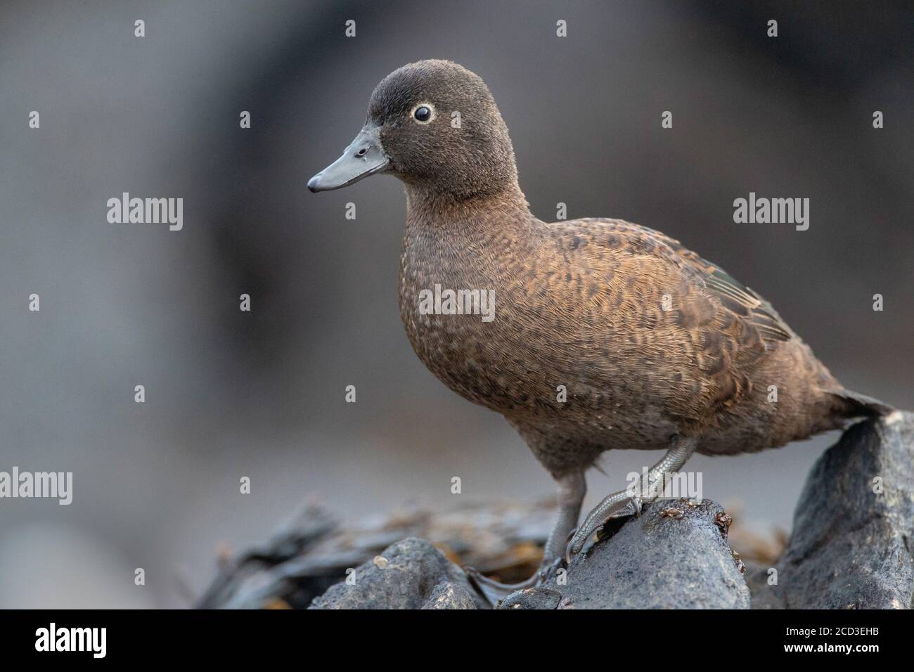 Campbell teal, Campbell Island teal (Anas nesiotis), female , New Zealand, Campbell Islands, Macquarie island Stock Photo