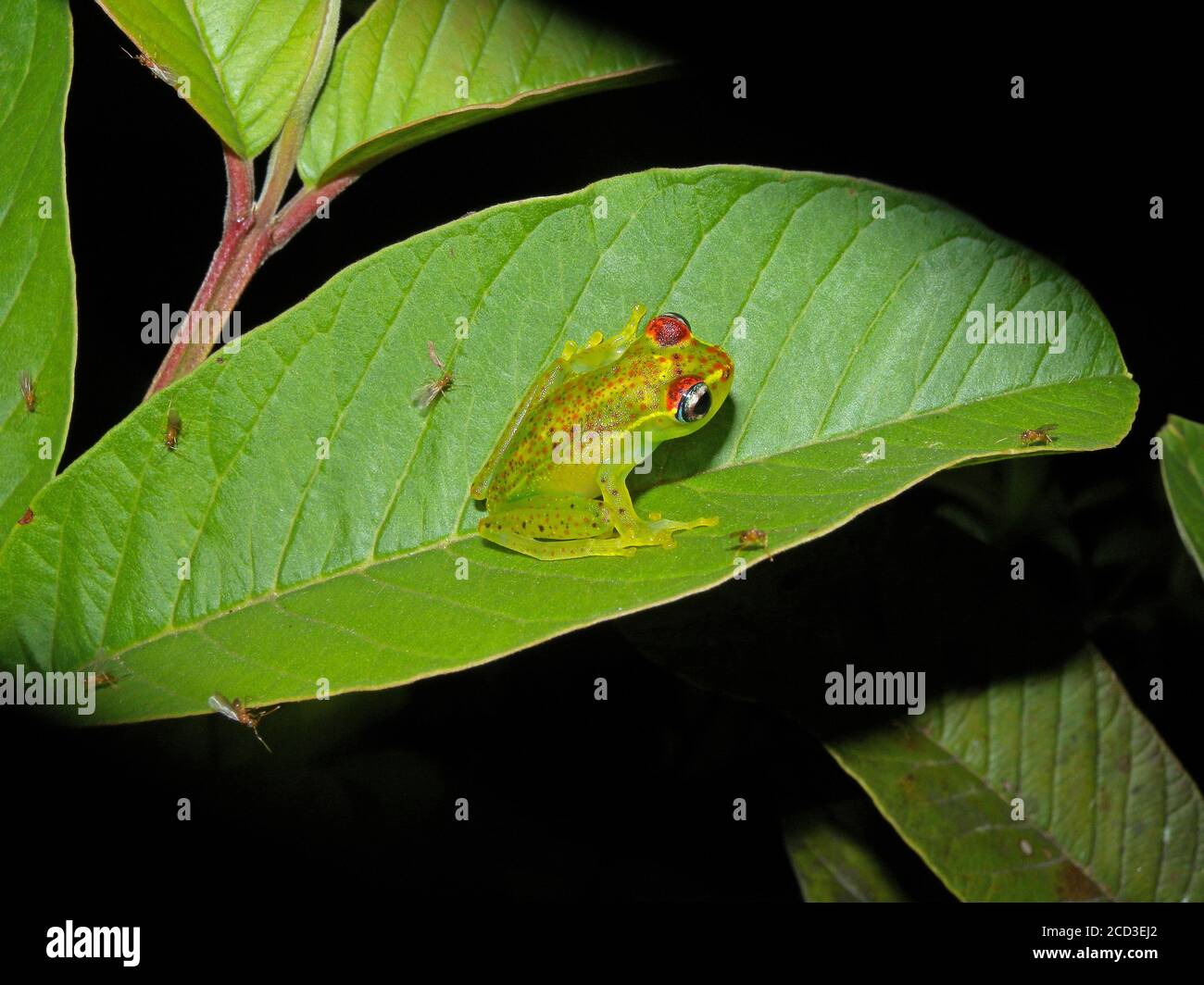 Tree Frog (Boophis rappiodes), A frog species endemic to the eastern and southern rainforest belt of Madagascar, living along streams in rainforest. Stock Photo