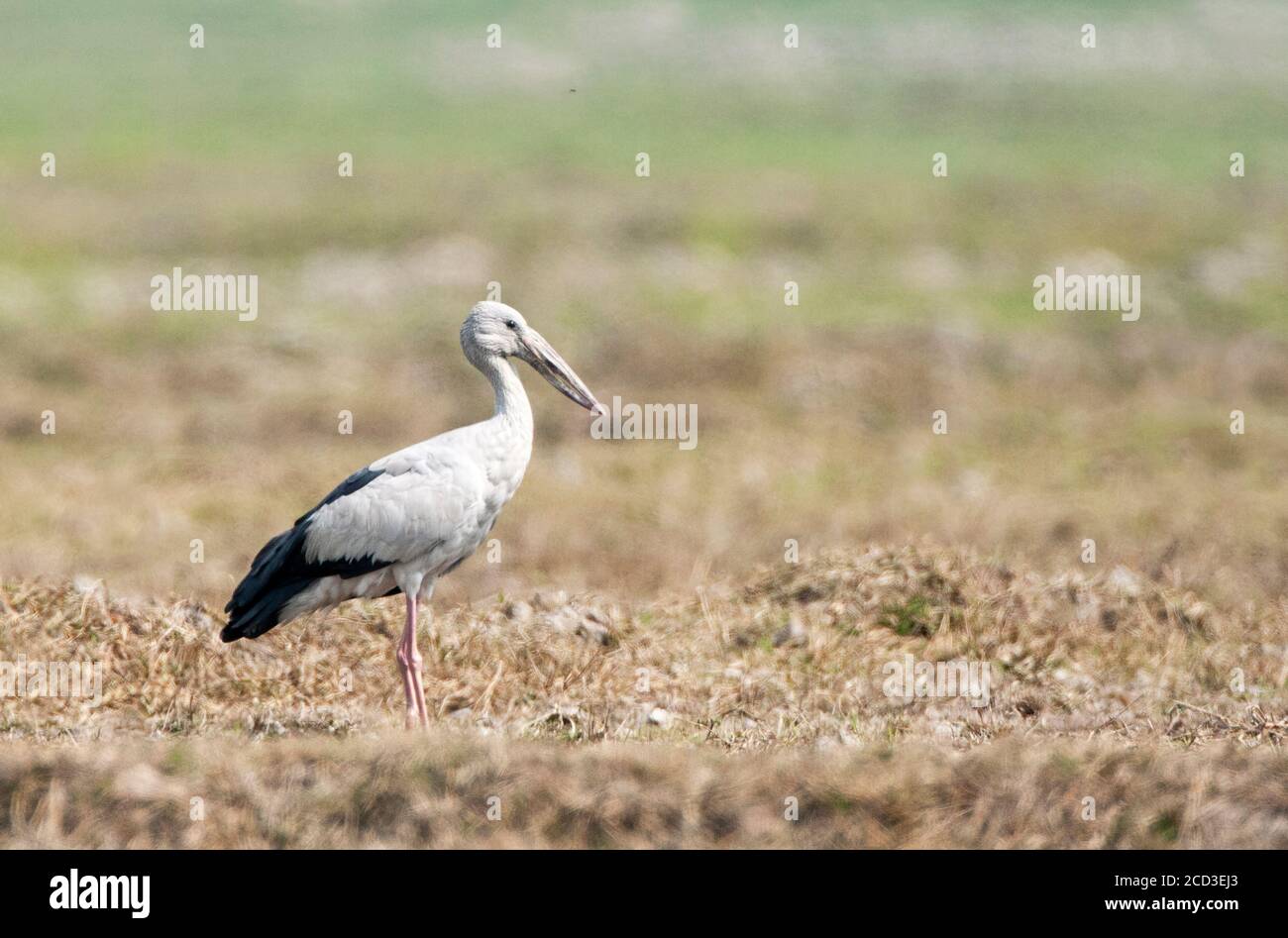 Asian open-bill stork (Anastomus oscitans), standing on agricultural land, India Stock Photo