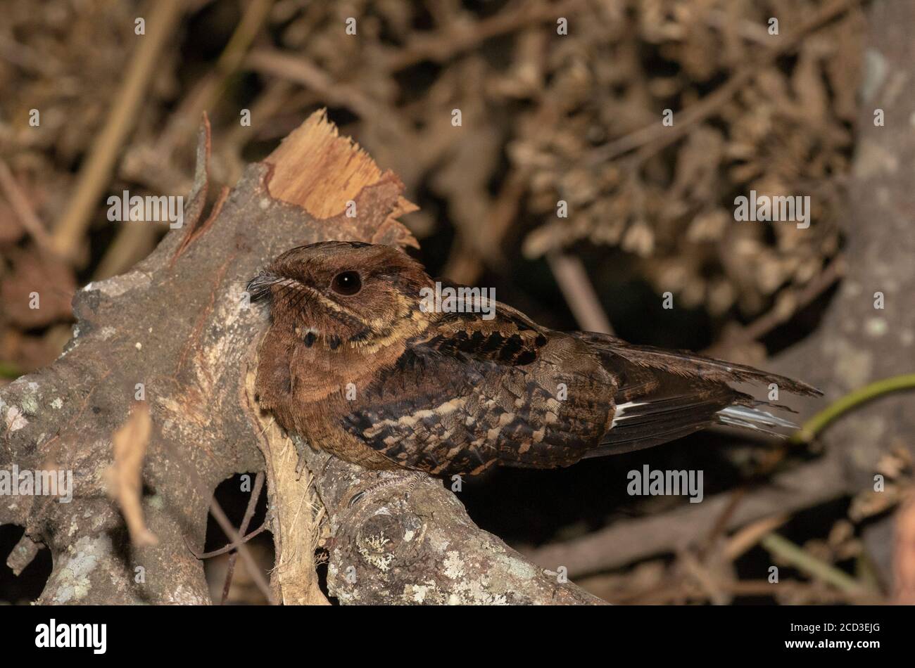 black-shouldered nightjar (Caprimulgus nigriscapularis), resting on a log during the night, side view, Africa Stock Photo