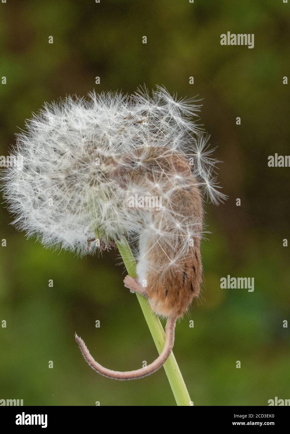 Harvest Mice cuteness Stock Photo