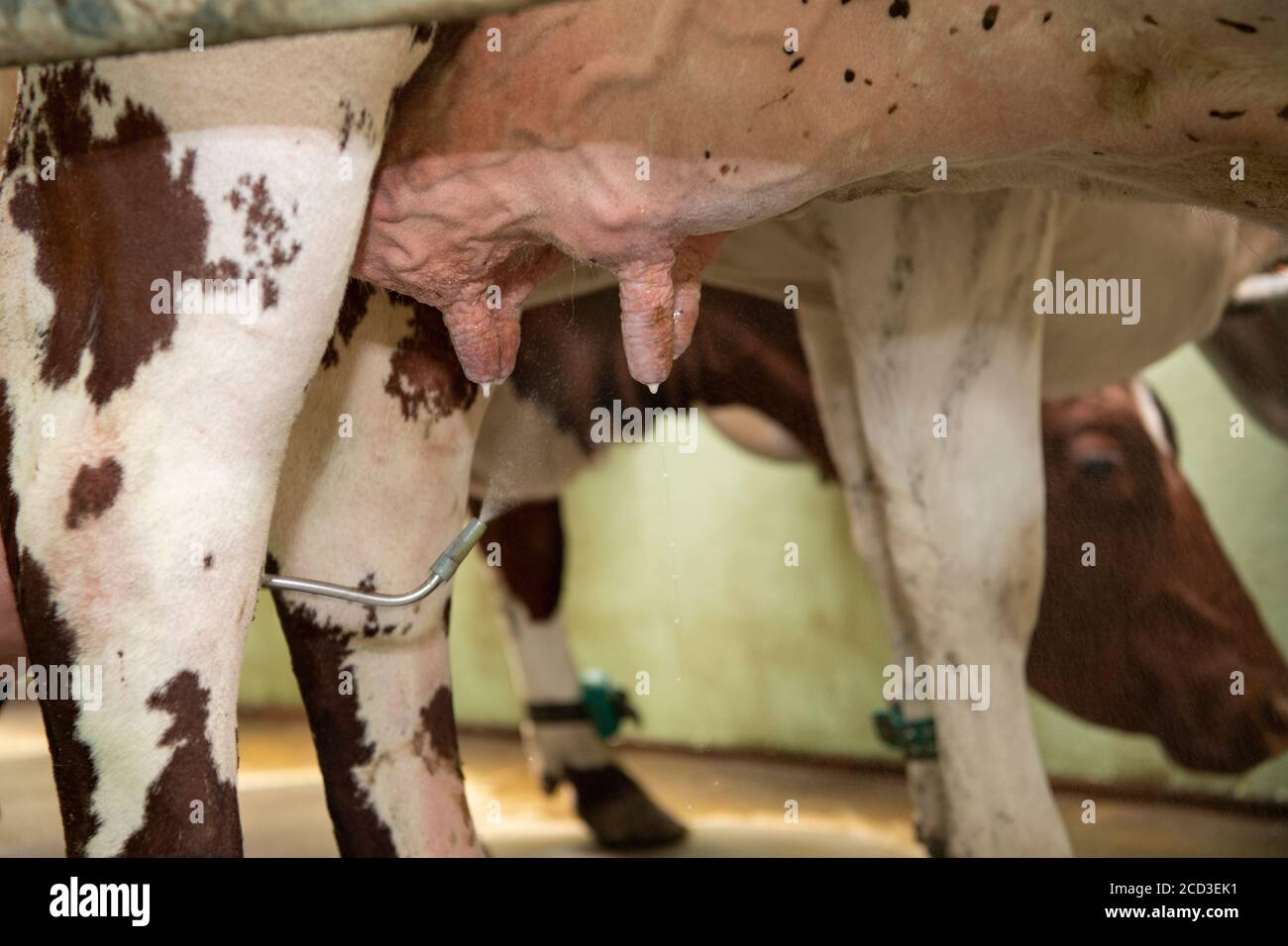 Dairy Farmer Cleaning Milking Parlour High Resolution Stock Photography And Images Alamy