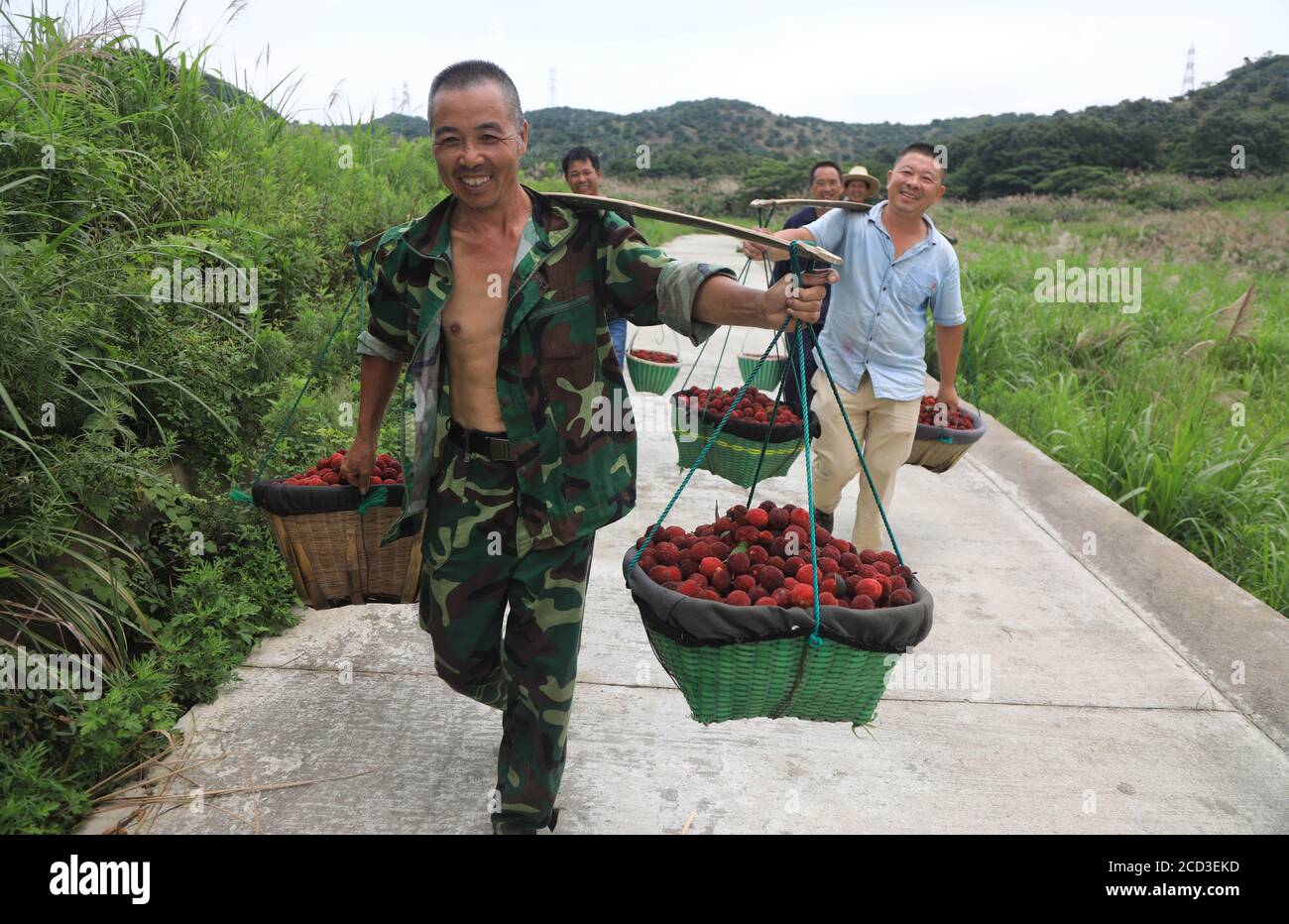 People carry waxberry harvested from a waxberry growing base in Zhoushan city, east China's Zhejiang province, 30 June 2020. Stock Photo