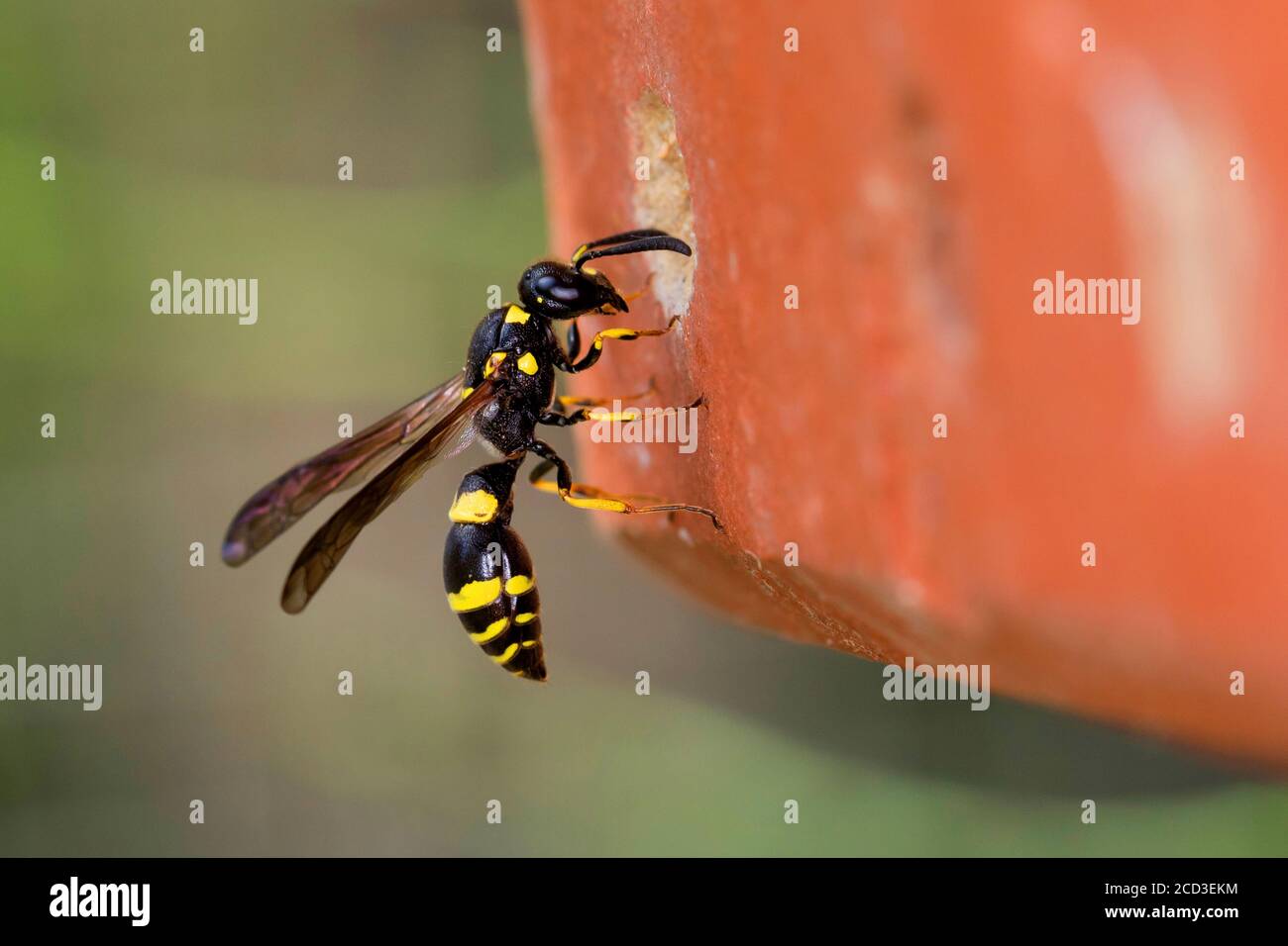 Mason wasp, potter wasp (Symmorphus crassicornis), female at the nesting hole in a brick of an insect hotel, Germany Stock Photo