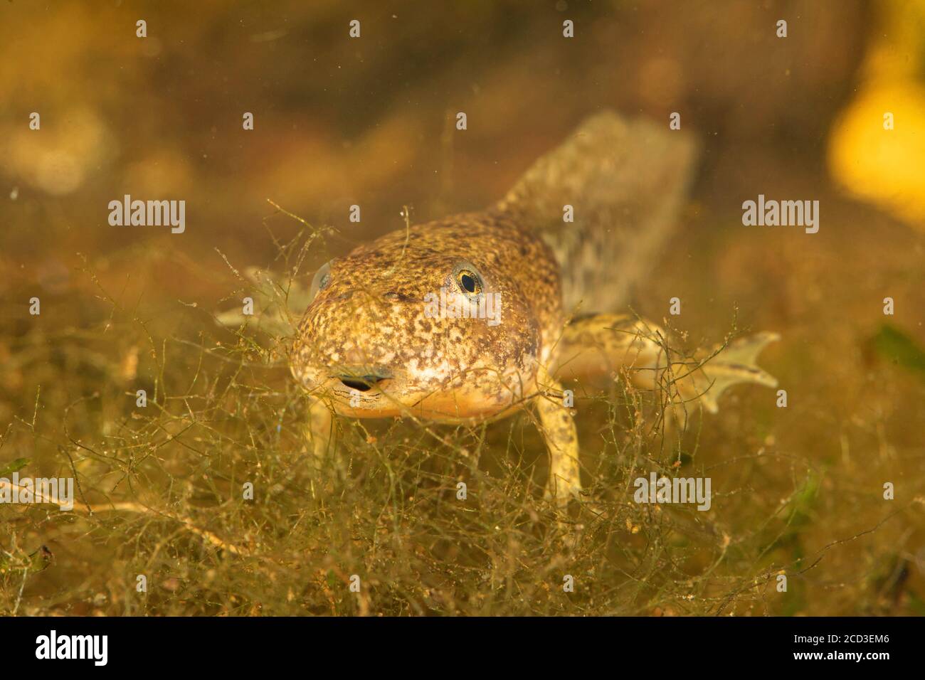 marsh frog, lake frog (Rana ridibunda, Pelophylax ridibundus), four-legged tadpole, front view, Germany Stock Photo