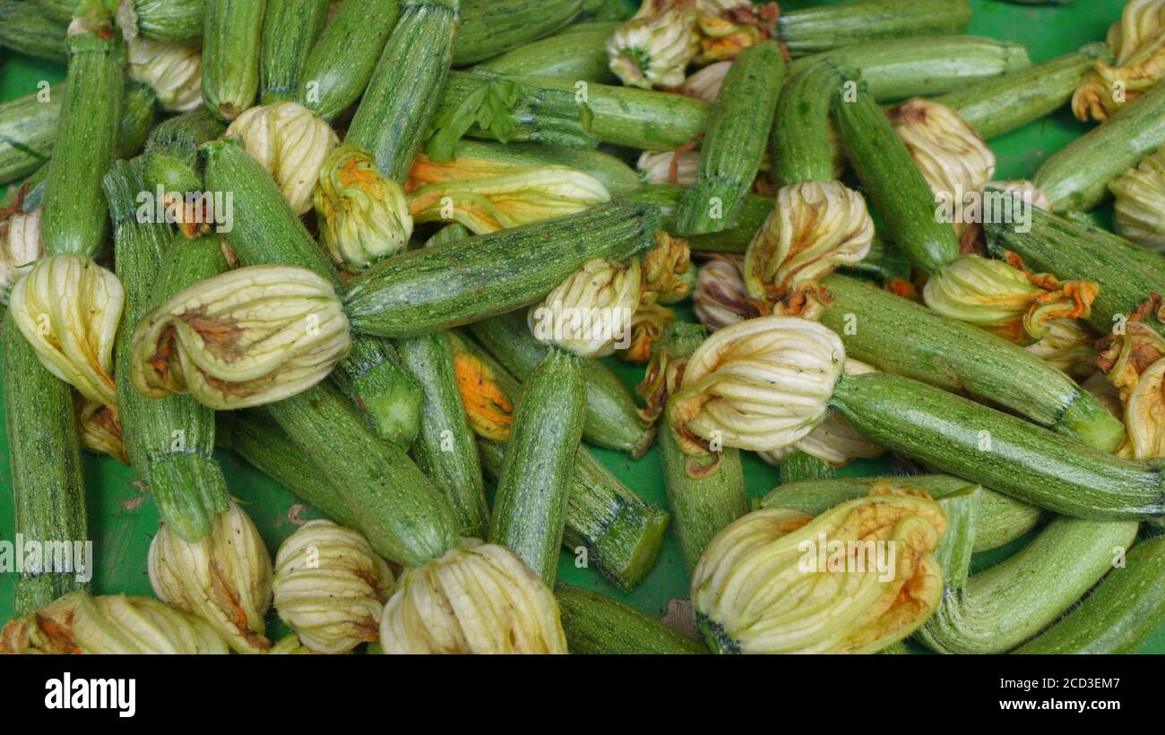 courgette, zucchini (Cucurbita pepo var. giromontiia, Cucurbita pepo subsp. pepo convar. giromontiina), harvested zucchinis Stock Photo