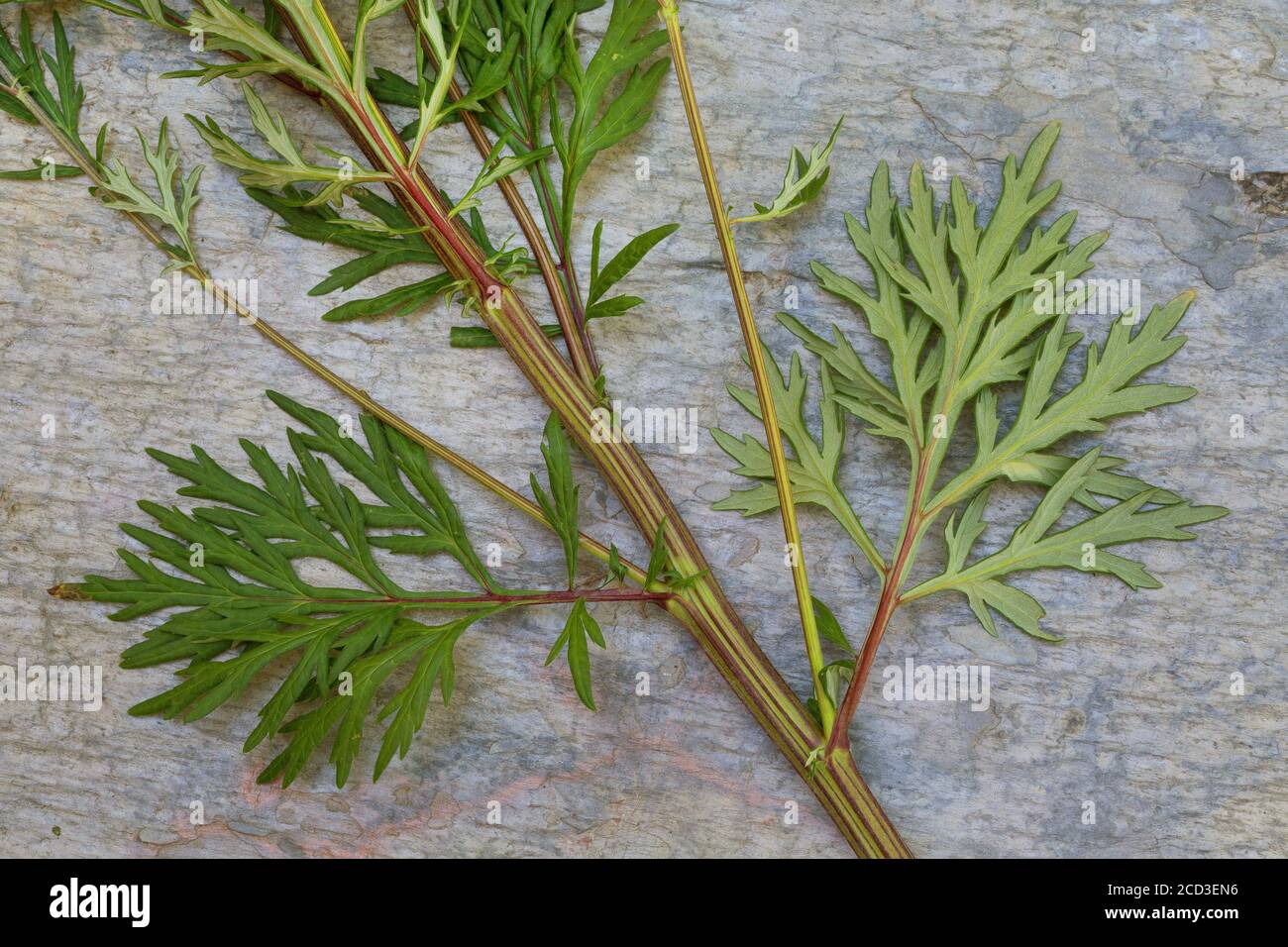common mugwort, common wormwood (Artemisia vulgaris), leaves, upper and lower side, Germany Stock Photo