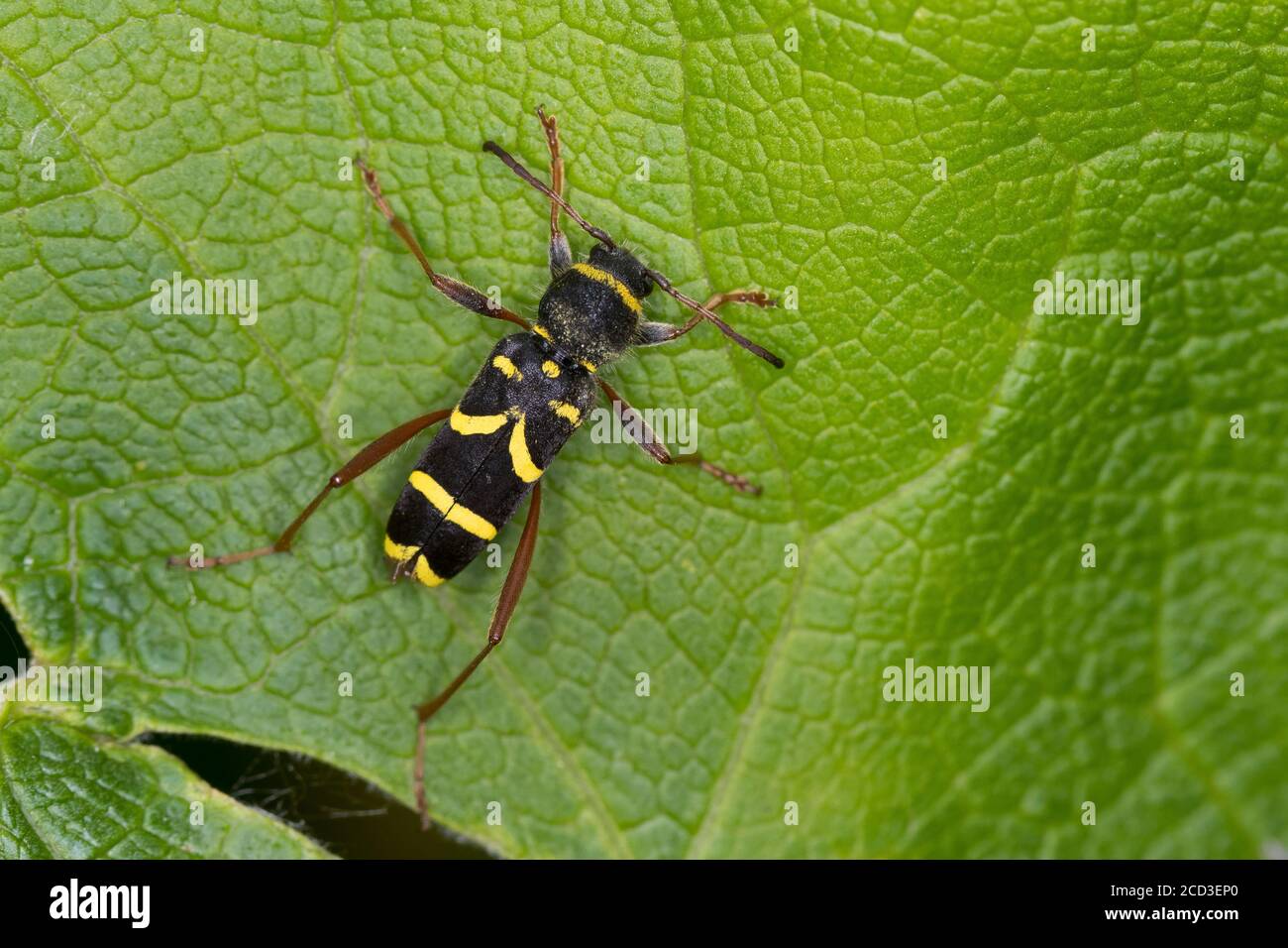 wasp beetle (Clytus arietis), sitting on a leaf, mimicry, Germany Stock Photo