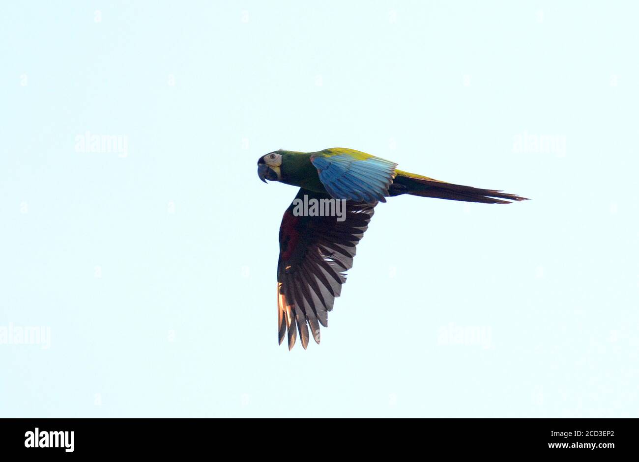 chestnut-fronted macaw (Ara severa, Ara severus), flying, Peru, Manu National Park Stock Photo