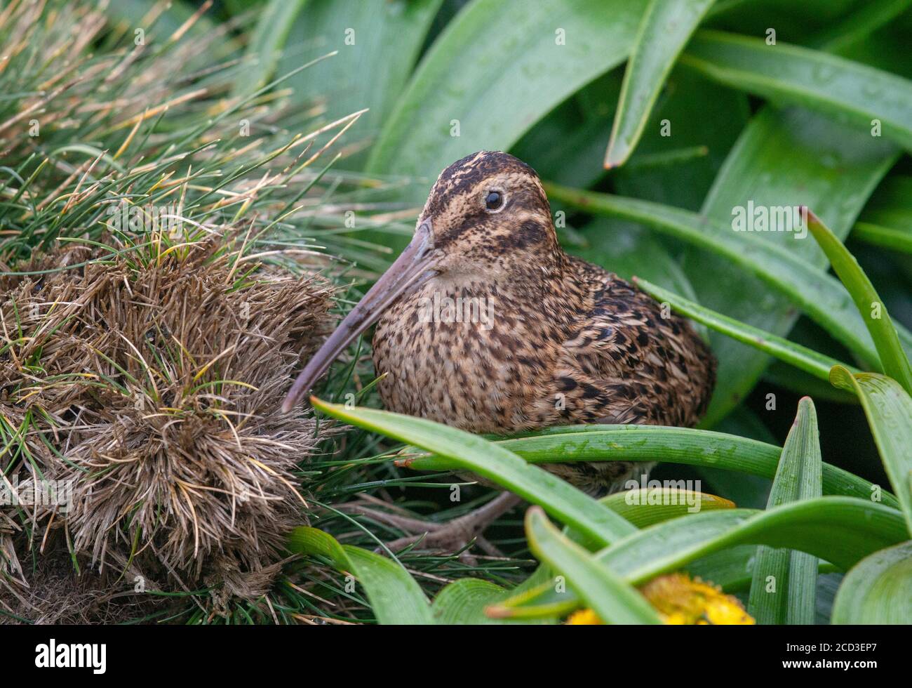 Sub-Antarctic snipe, Auckland snipe (Coenocorypha aucklandica aucklandica), standing in low arctic vegetation, New Zealand, Auckland islands, Enderby Stock Photo