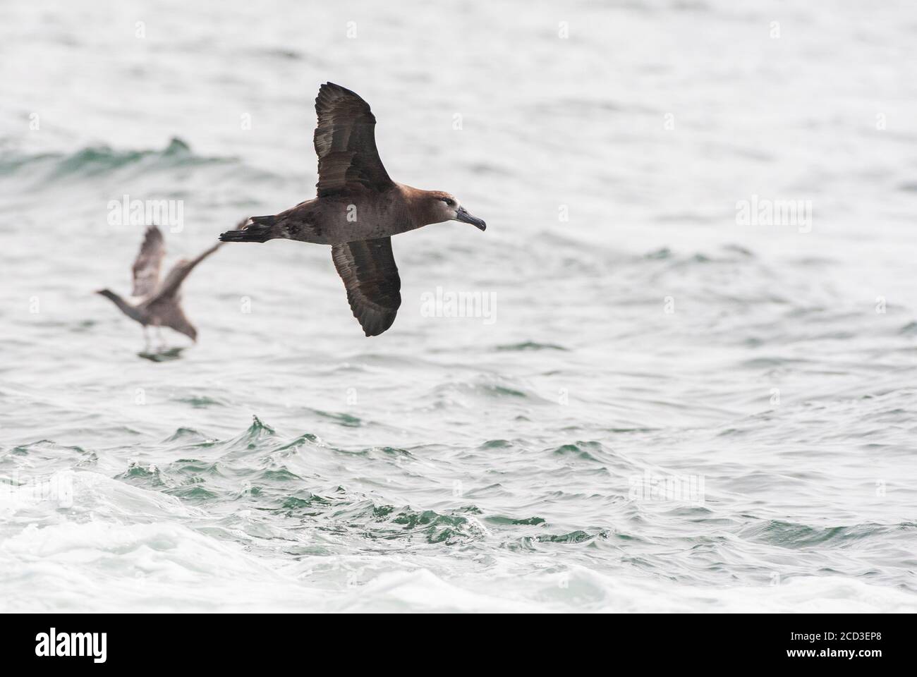 black-footed albatross (Diomedea nigripes, Phoebastria nigripes), flying, one Gull in the background, USA, California, Monterey Stock Photo