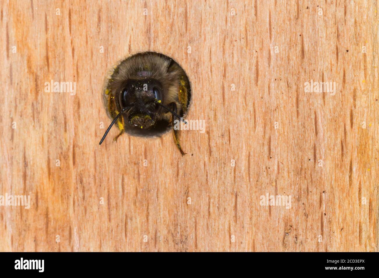 red mason bee (Osmia rufa, Osmia bicornis), female in the nest hole, Germany Stock Photo