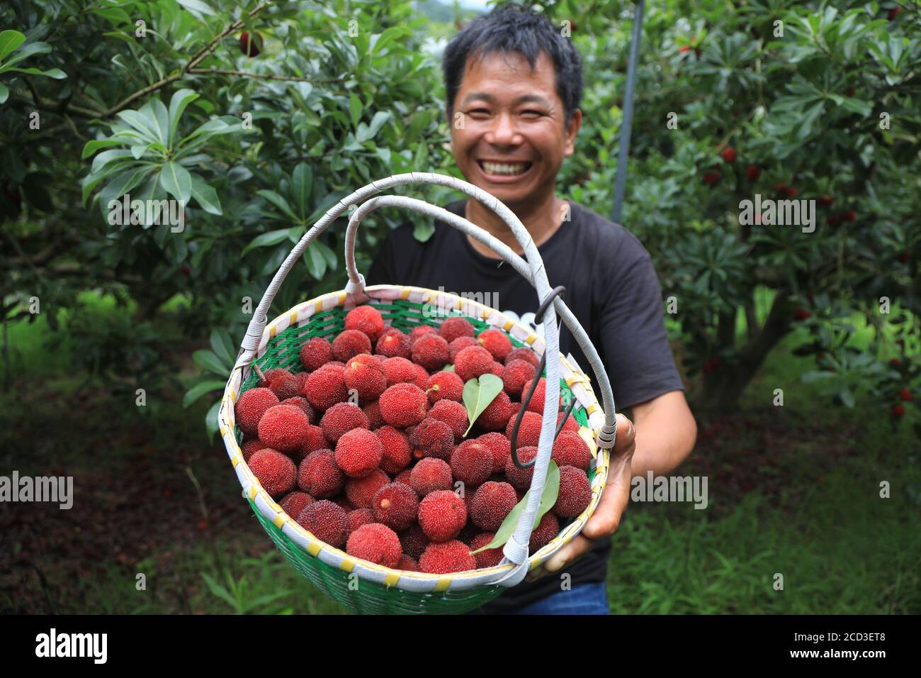 A person shows the waxberry harvested from a waxberry growing base in Zhoushan city, east China's Zhejiang province, 30 June 2020. Stock Photo