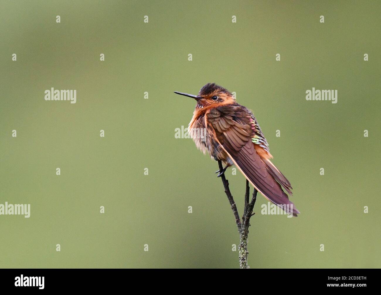 shining sunbeam (Aglaeactis cupripennis), perched on top of a twig, Ecuador, Yanacocha Stock Photo