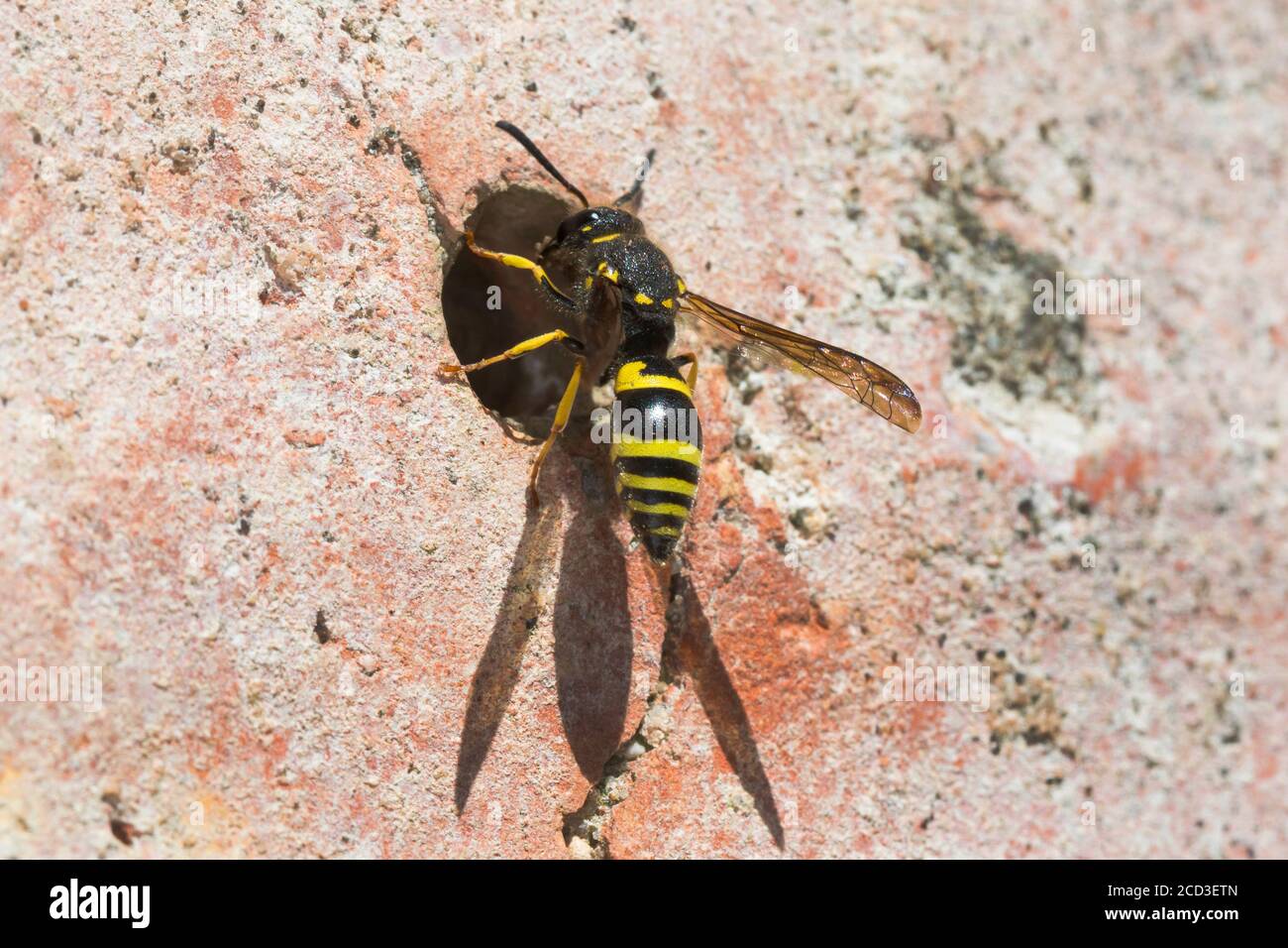 Potter wasp (Ancistrocerus nigricornis), female at a nesting hole of a