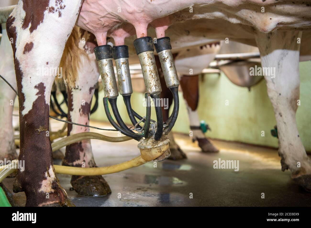 Milking organic dairy shorthorn cattle in a herringbone parlour