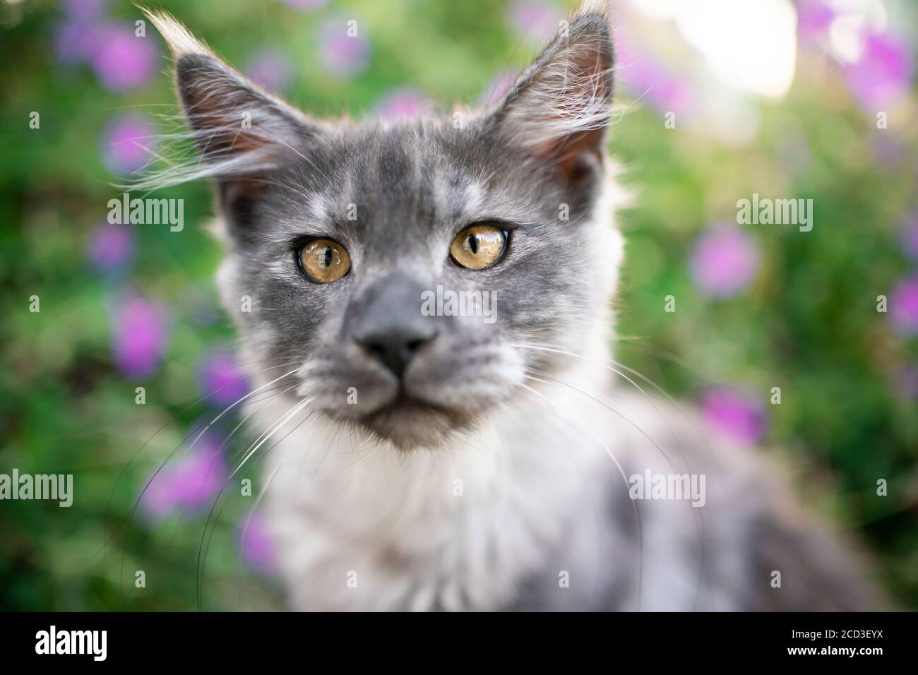 curious black smoke maine coon kitten portrait in nature Stock Photo
