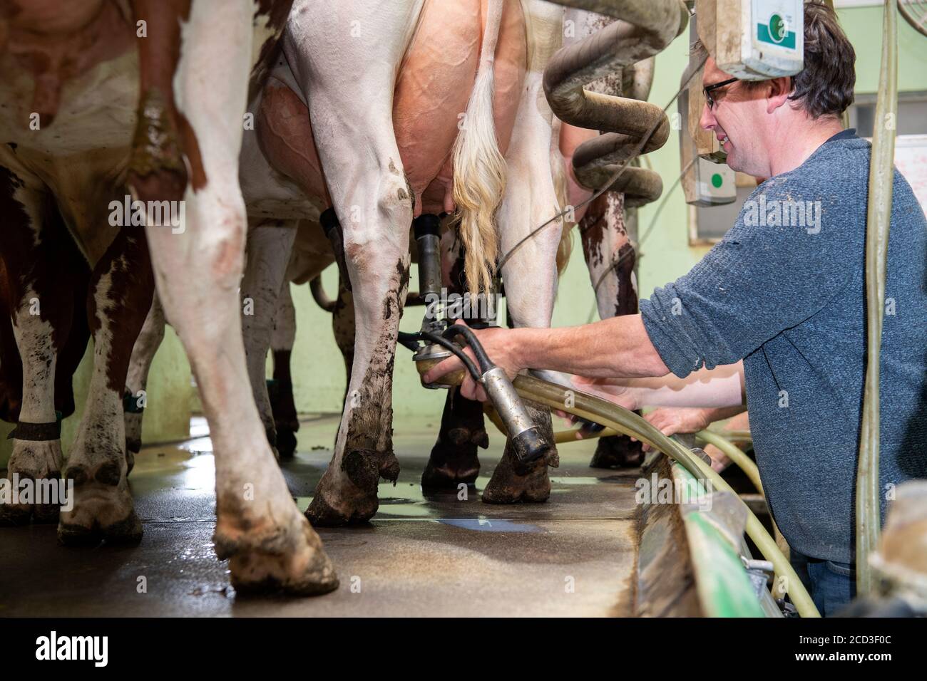 Milking organic dairy shorthorn cattle in a herringbone parlour