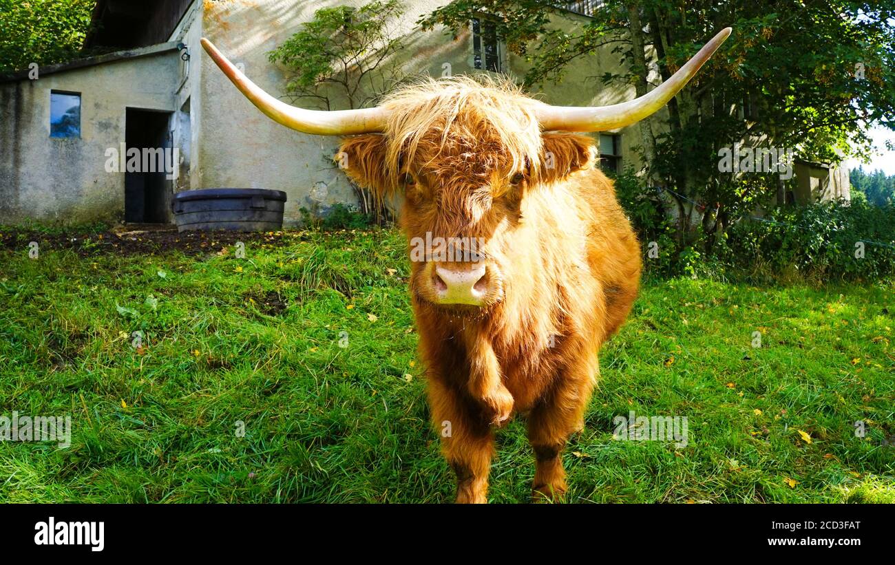 Mesmerizing shot of a hairy Highland cow in Scotland Stock Photo - Alamy