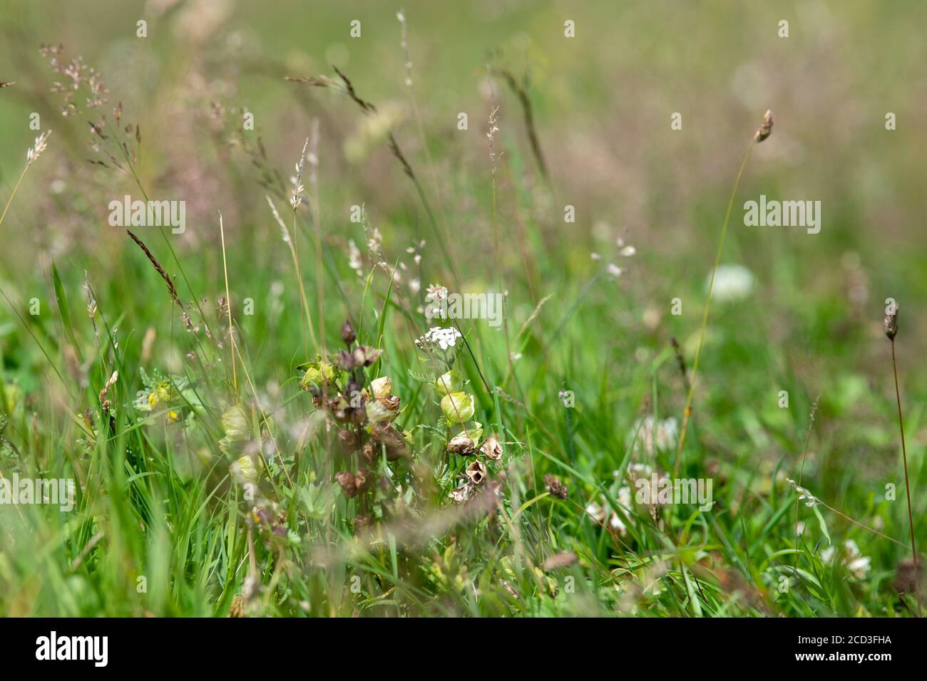 Traditional wild flower meadow in bloom, North Yorkshire, UK Stock