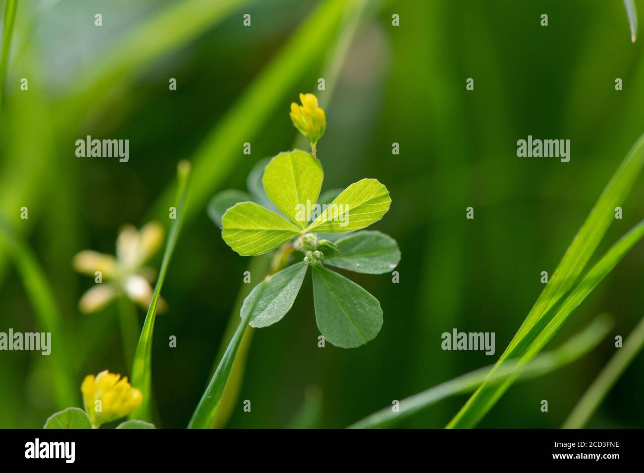 Lesser Trefoil, Trifolium dubium, a  type of legume growing in a wildflower meadow on a traditional hay meadow in North Yorkshire, UK. Stock Photo