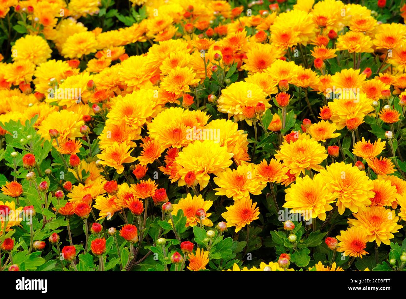 Chrysanthemums in botanical park, greenery in city. Orange flowers chrysanthemums in autumn. Blooming nature background. Stock Photo