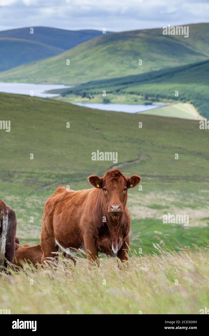 Luing beef cattle up on moorland near Elvanfoot, Biggar, Scotland, UK. Stock Photo