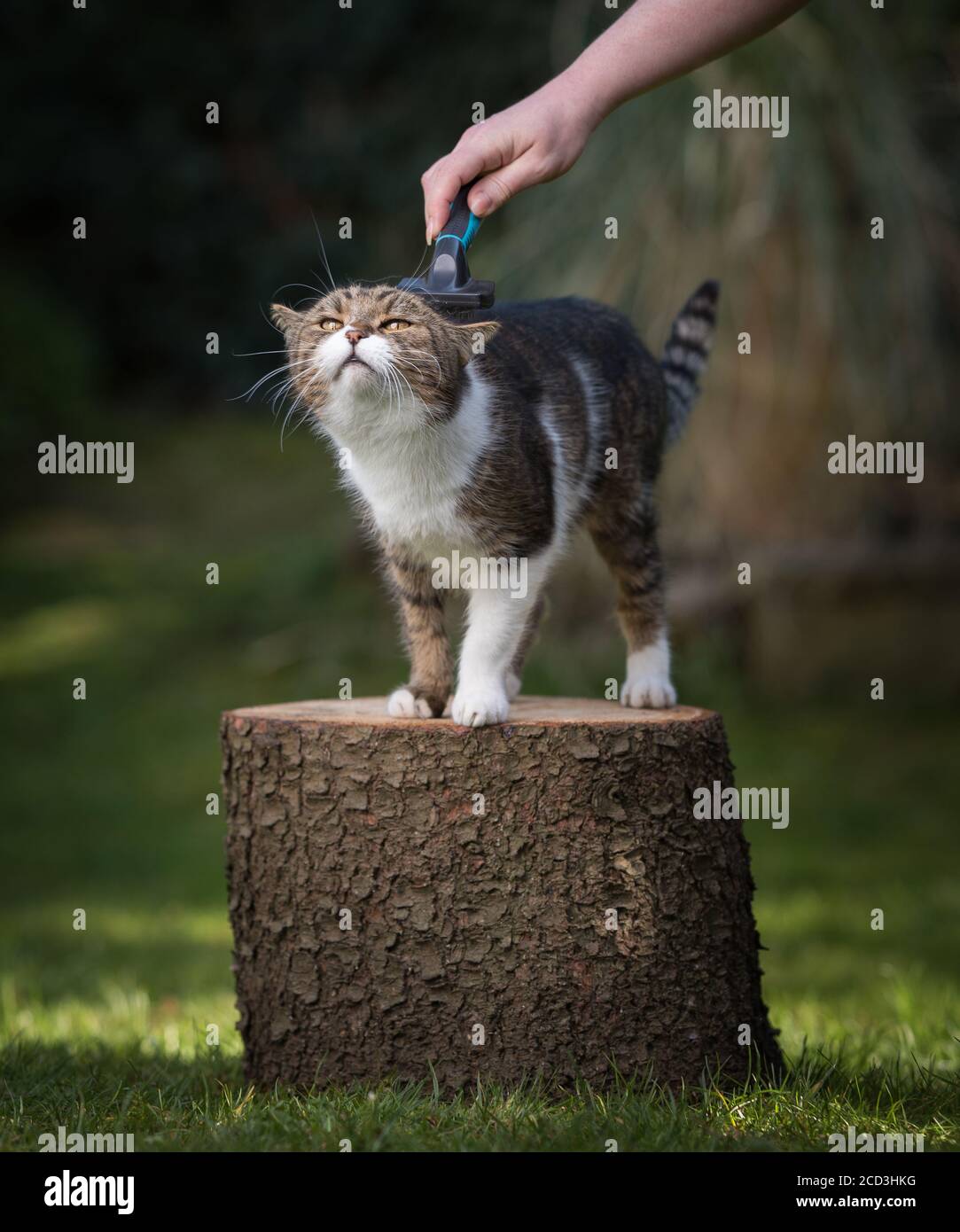 british shorthair brush