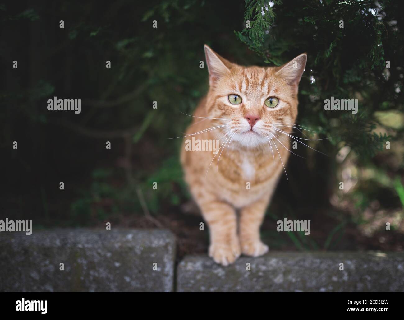 tabby red ginger cat standing under a conifer looking curiously at the camera Stock Photo