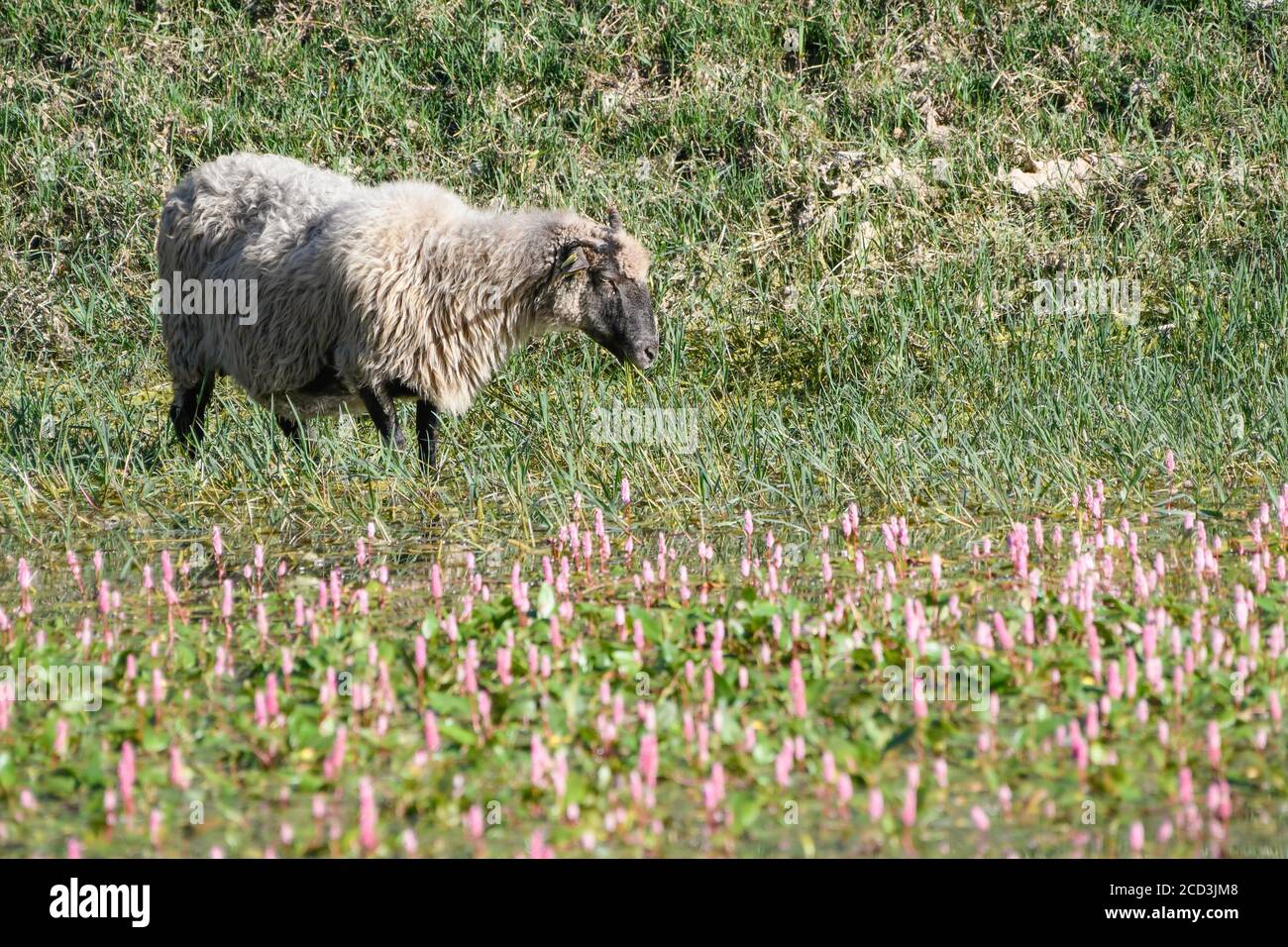 Sheep grazing in the Maroño reservoir Stock Photo