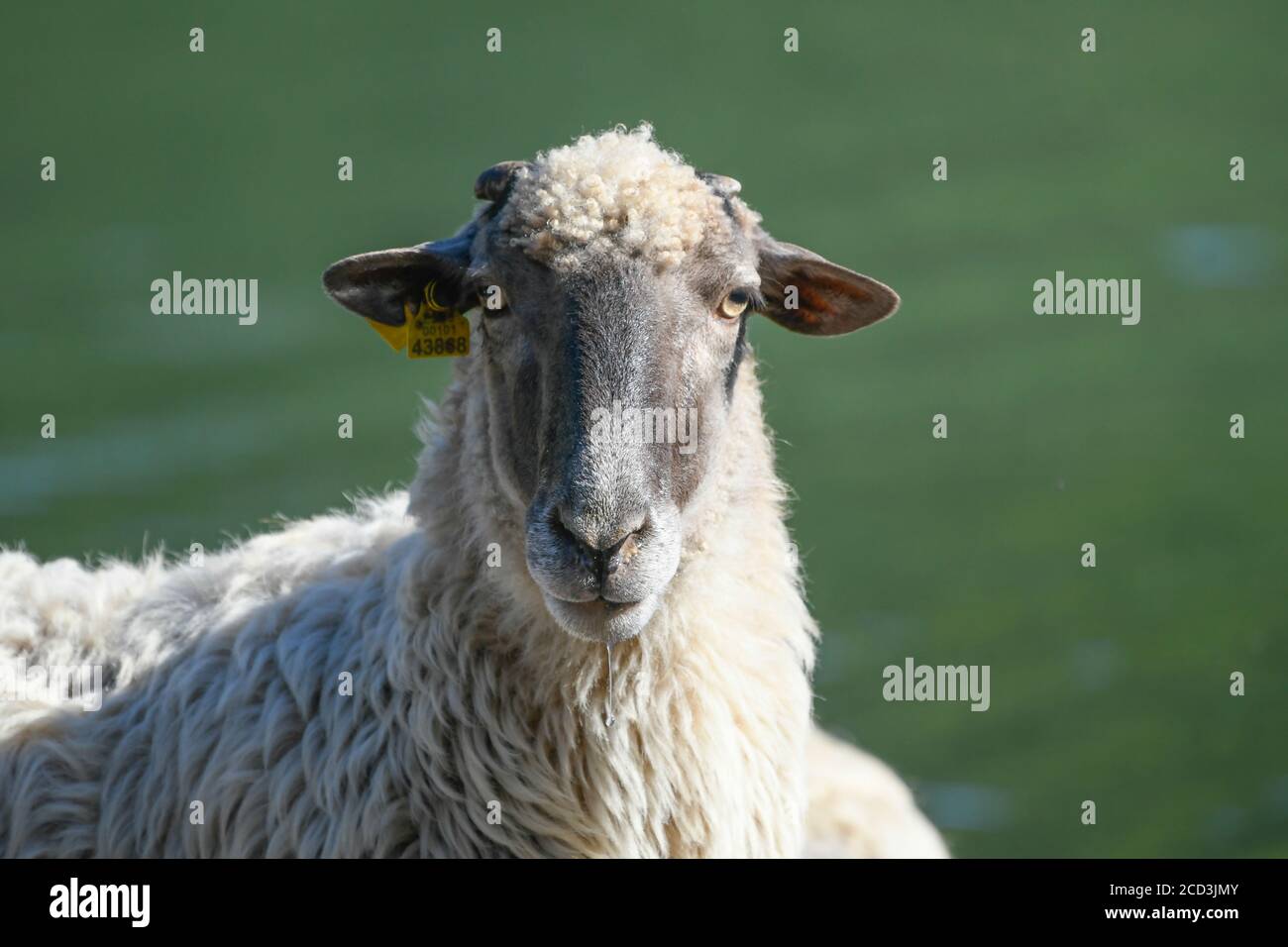 Close-up of a sheep Stock Photo