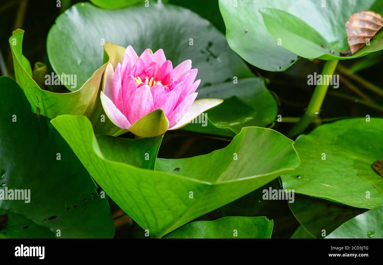 Blooming water lilies with floating leaves Stock Photo Alamy