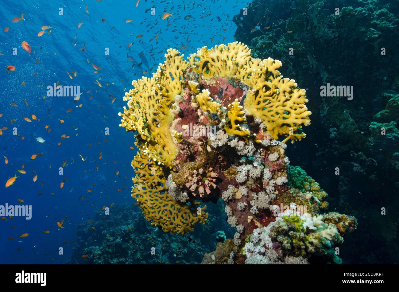Head of staghorn coral, Acropora cervicornis, in coral reef, Marsa Alam, Egypt Stock Photo