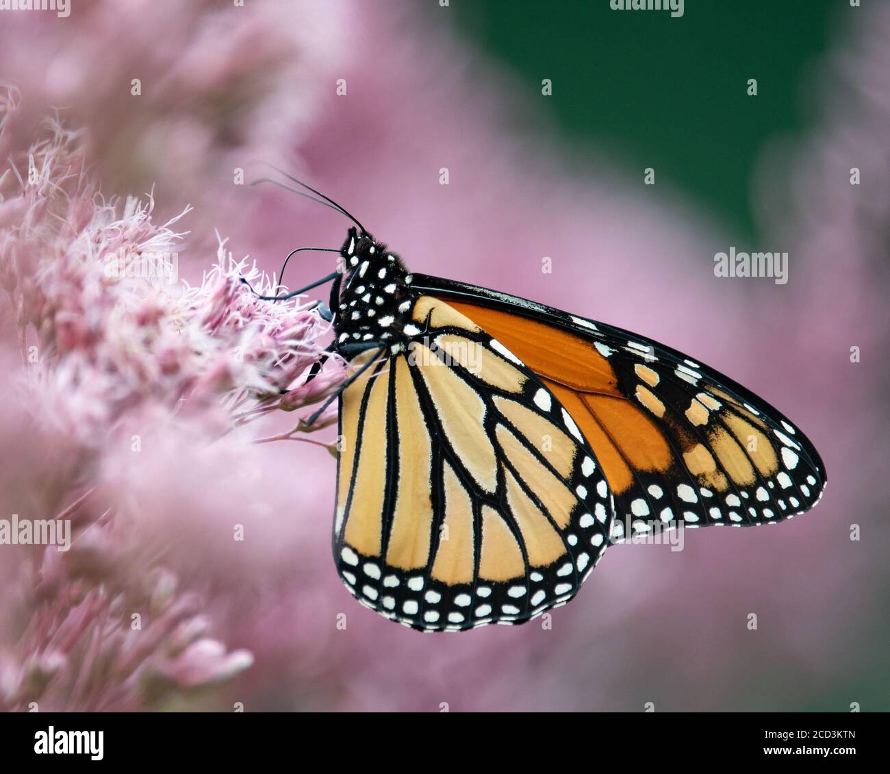 A Monarch Butterfly, Danaus plexippus, feeding on Joe-Pye Weed flowers ...