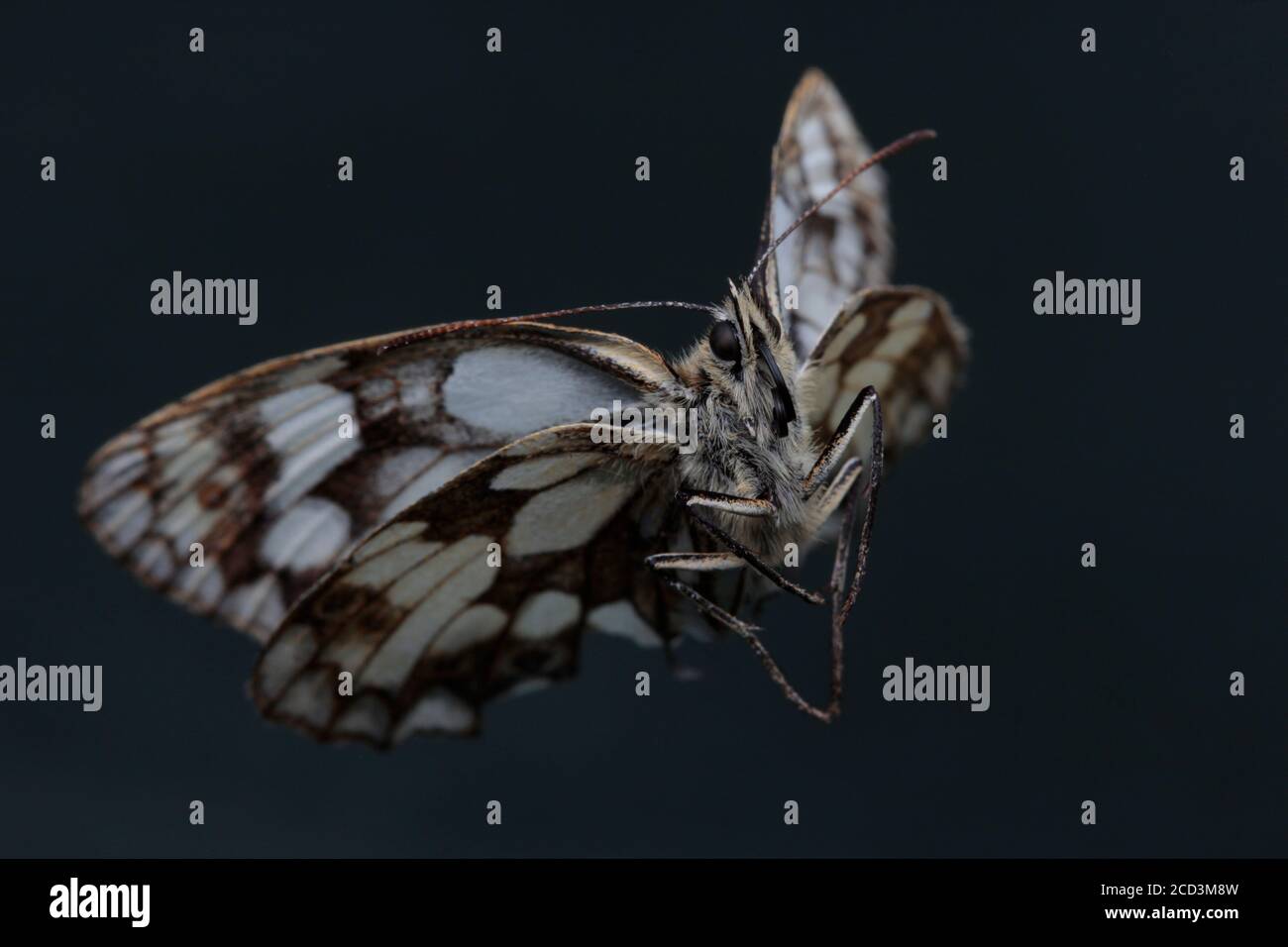 batterfly macro Stock Photo