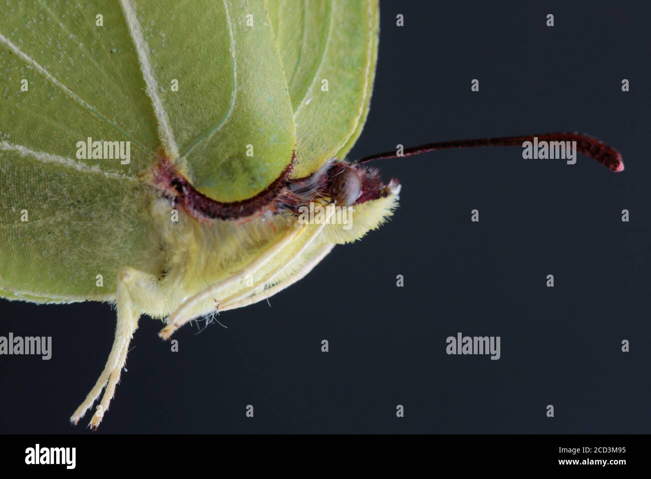 batterfly macro Stock Photo