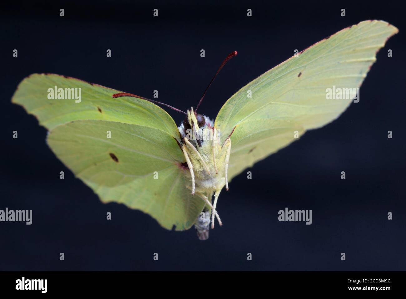 batterfly macro Stock Photo