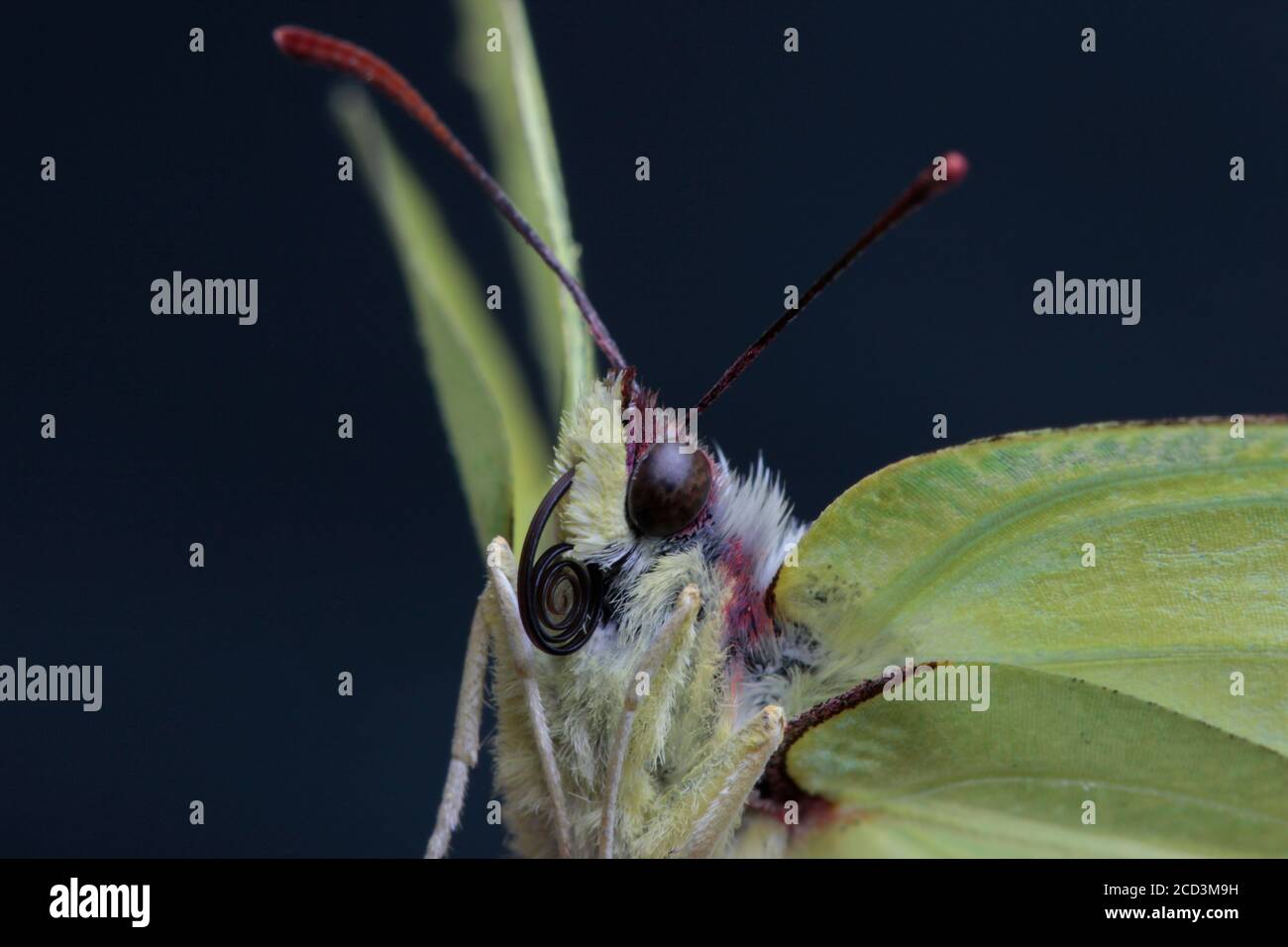 batterfly macro Stock Photo