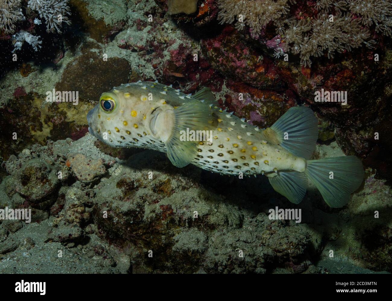 Spotbase burrfish, Cyclichthys spilostylus, on coral reef, Red Sea, Egypt Stock Photo