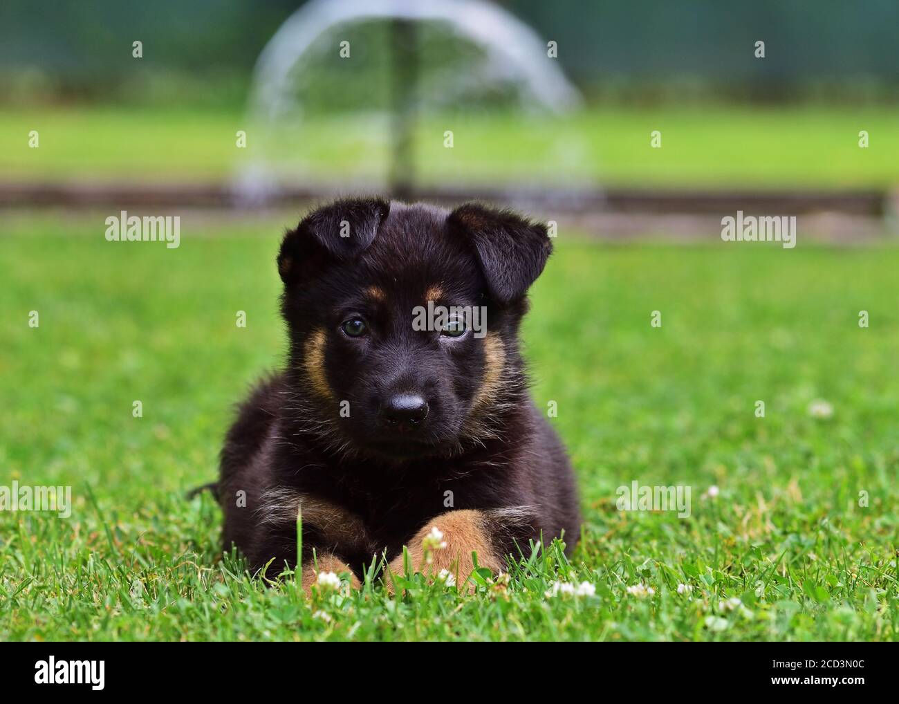 Seven weeks old German Shepherd puppy laying in the grass, attentive Stock Photo