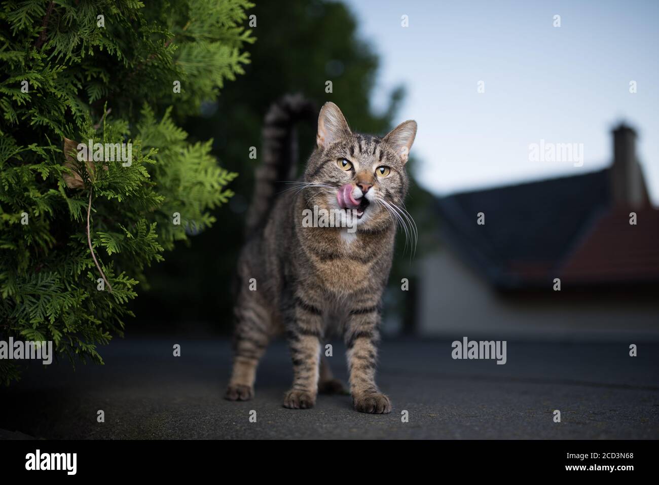 tabby domestic shorthair cat standing on rooftop next to coniferous tree licking over nose Stock Photo