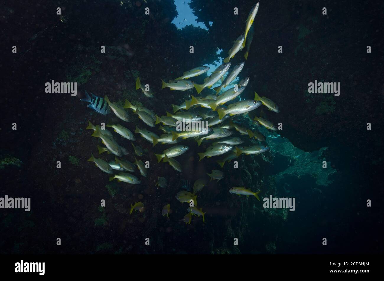 Yellowtail Snappers, Ocyurus chrysurus, in an underwater cavern, Marsa Alam, Egypt Stock Photo