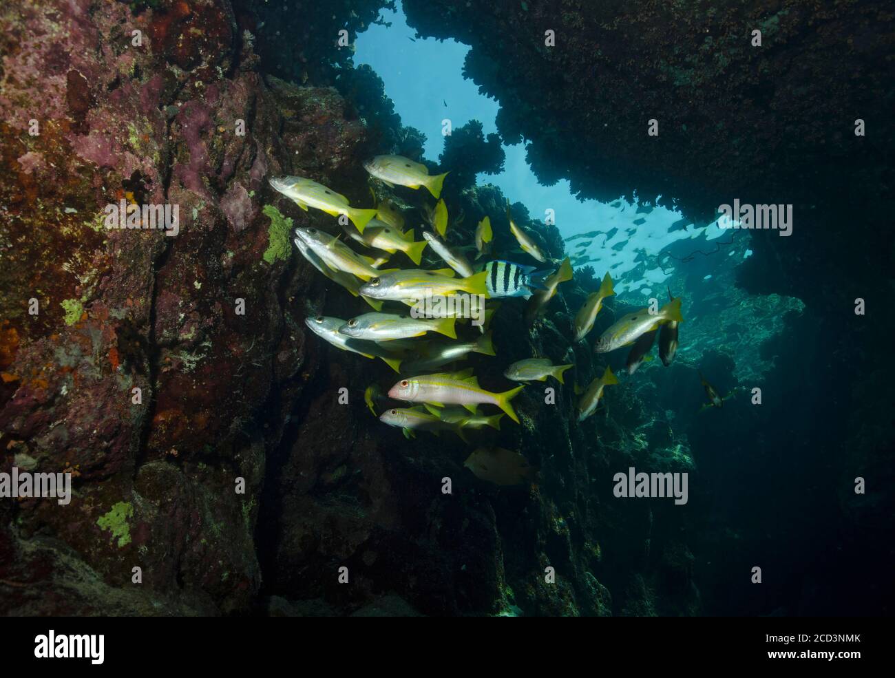 Yellowtail Snappers, Ocyurus chrysurus, in an underwater cavern, Marsa Alam, Egypt Stock Photo