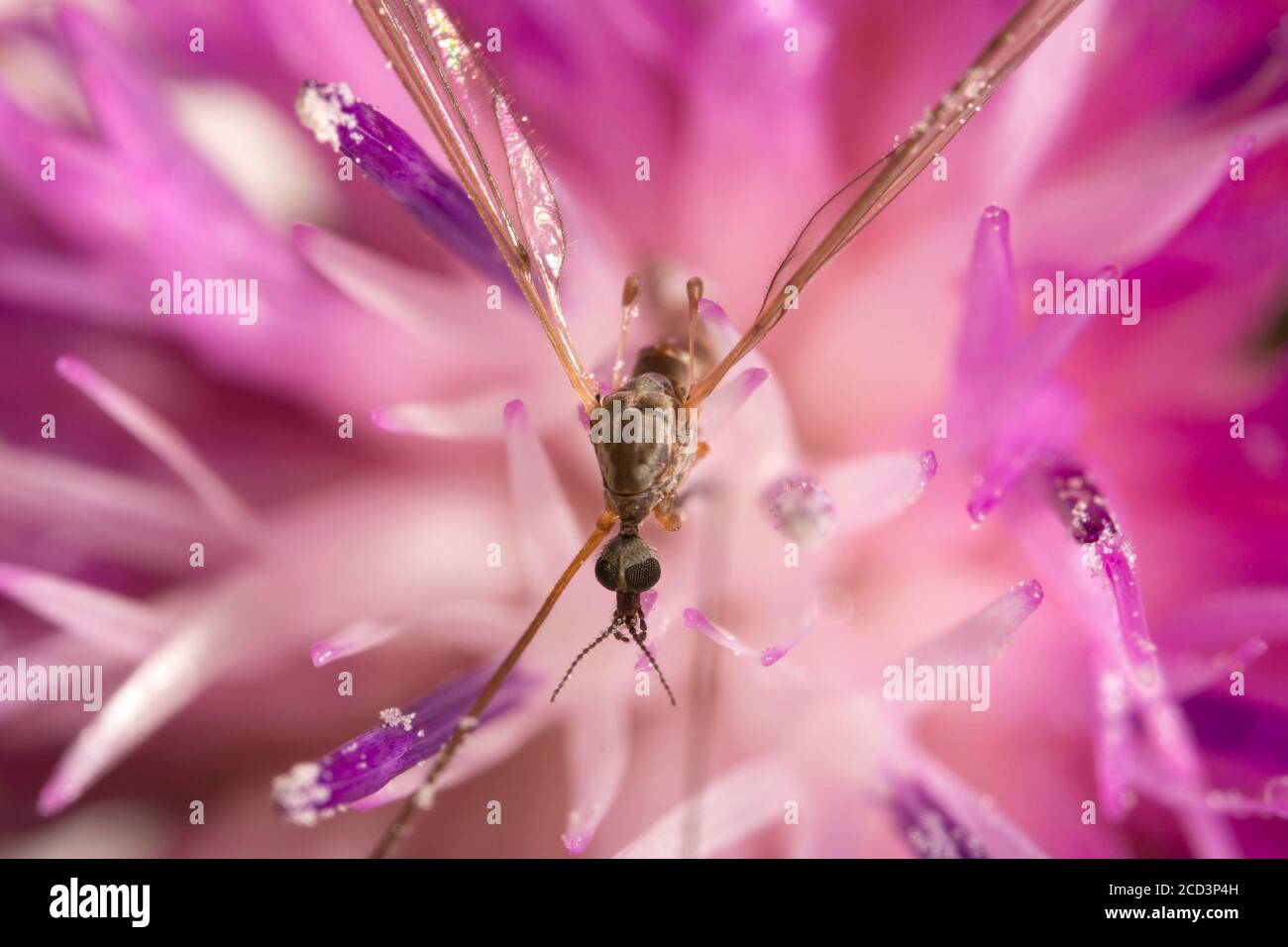 Macro view of Crane fly on the pink flower. Tipula maxima. Stock Photo