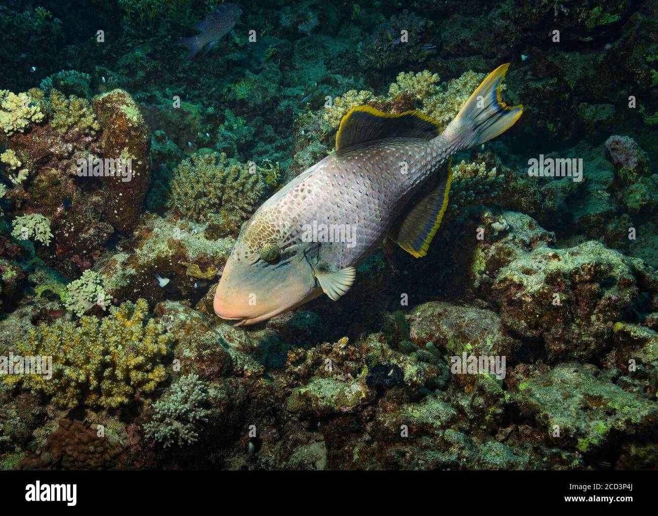 Yellowmargin Triggerfish, Pseudobalistes flavimarginatus, on reef in Marsa Alam, Red Sea, Egypt Stock Photo